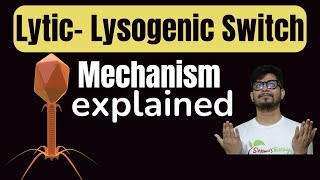 Lytic lysogenic switch  Molecular switch between lytic cycle and lysogenic cycle  lambda operon [upl. by Rue]