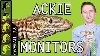 Ackie Monitor The Best Pet Lizard [upl. by Arhas]