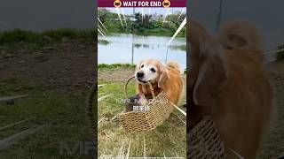 Micky 🐶 The dog  🐕  Funny  Part292 dog shorts shortvideo malayalam [upl. by Bromley]