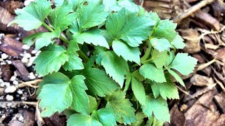 Lovage  Celery Tasting Herb  Herbaceous Perennial [upl. by Nagey750]