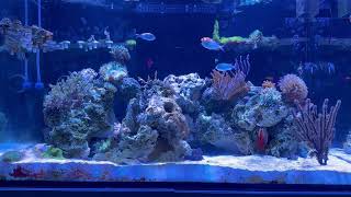 Waterbox Marine X 903 mixed reef [upl. by Maren]