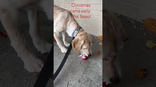 Christmas came early for Beau xmaspupcup asmr lickingwhipcream goldendoodle [upl. by Till]