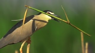 Кваква Nycticorax nycticorax  Весы Фемиды  Film Studio Aves [upl. by Eugine]