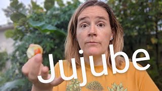 Jujube Fruit [upl. by Peppy]