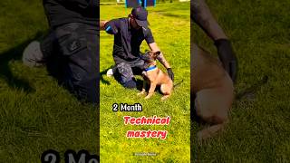 Training k9 dogs at homegermanshepherd chó k9 doglover becgie pubg [upl. by Trocki]