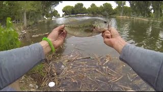 3 Bass Caught at Floyd Lamb Park  Las Vegas Urban Bass Fishing 5282014 [upl. by Hacissej]