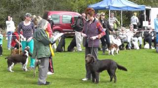 Surrey Heath Show 2013 [upl. by Nunes]