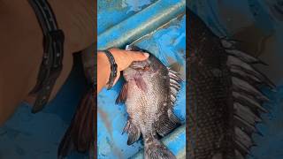 या माशाला तुम्ही काय बोलता जाळीत भेटला काळा मासा Mumbai Indian fishing fishing shorts viral [upl. by Colby328]