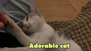 Playful cute cat Adorable Funny cat [upl. by Clie]