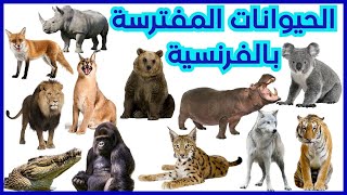 أسماء الحيوانات باللغة الفرنسية\\ Les animaux en français [upl. by Ayyn]