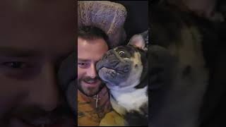 WOW DANGEROUS DOG ⚠️ 🤣🤣 dogsofyoutube bulldogfamily onion bulldog Shorts funnyshorts [upl. by Iram127]