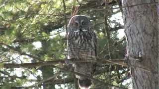 A Great Grey Owl we sighted near Ottawa Canada [upl. by Khoury236]