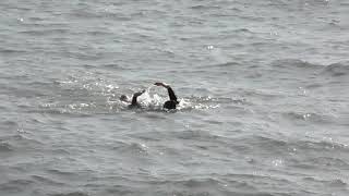 West Bay East Beach  A Cold Swim [upl. by Bernete]