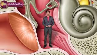 Gross Anatomy of the Middle Ear  Boundaries Contents and Functions  Animation [upl. by Azrim940]