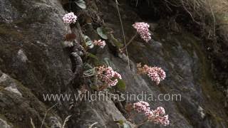 Bergenia ciliata Frilly bergenia grows in hard Himalayan rock [upl. by Atinav]