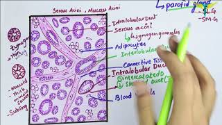 Histology of Parotid Gland\ Serous Salivary Gland Histology [upl. by Acinomal]