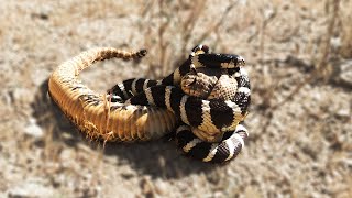 King Snakes Vs Rattlesnake In A Big Fights Who Will Win [upl. by Ecad]