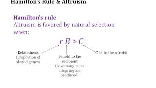 Hamiltons Rule [upl. by Tosch]