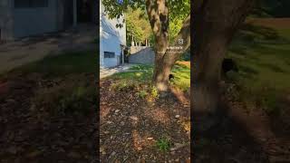 Schipperke Zoomies Frenzy in the Park 🐾 Watch Truffle Go Wild [upl. by Starks]