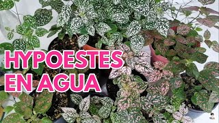 hypoestes en agua reproduccion esquejes CHUYITO JARDINERO [upl. by Ibloc]