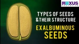 Types of Seeds and their Structure Exalbuminous seeds [upl. by Livia]