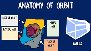 Orbit Anatomy [upl. by Yrrep954]