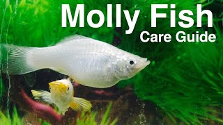 Molly Fish Care  Species Profile [upl. by Neveda]