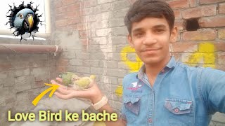 Hmare Love Birds Ke Aik Pair Ne First Time Bache Nikale  First Experience  Mr Keera  Vlog [upl. by Aivalf946]