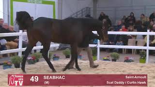 Salon des Etalons 2019  SEABHAC [upl. by Yspyg]