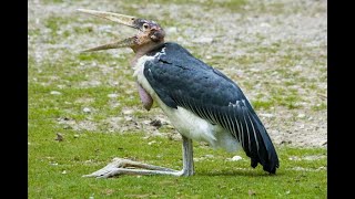 Why do Marabou storks have neck sacs  Marabou [upl. by Cannon923]