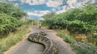 Biggest Anaconda Ever Found  In Real Life  All Parts [upl. by Imeaj]