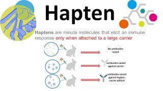 Haptens what are haptens [upl. by Aetnahc]