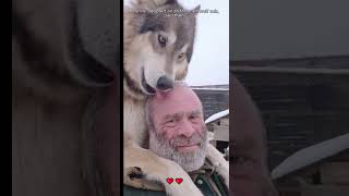 A family adopted an abandoned wolf cub and then wolf loveanimals shorts [upl. by Elton]