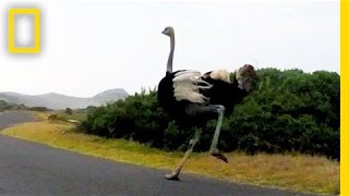 Ostrich Chases Cyclists in South Africa  National Geographic [upl. by Asillim]