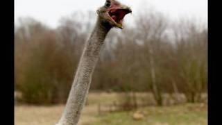 Kevin the sexualityconfused ostrich [upl. by Reginnej944]