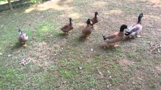 Khaki Campbell  Chicken Ducks a must see [upl. by Ydnem]