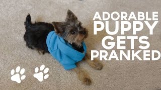 Adorable Puppy Gets PRANKED [upl. by Marin723]