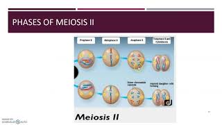 Stages of Meiosis I and II [upl. by Ameyn994]