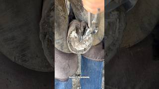 Cleaning up dry horse hoof asmr asmrsounds satisfying horse [upl. by Ymmit]