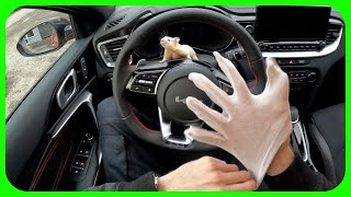 2023 KIA ProCeed GT ASMR POV 4K Jackie TEST DRIVE [upl. by Yuma]