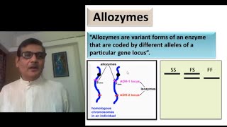 Allozymes Allozyme Polymorphism [upl. by Stavros]