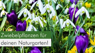 Zwiebelpflanzen im Naturgarten Eine ökologische Bereicherung für Insekten [upl. by Publea371]