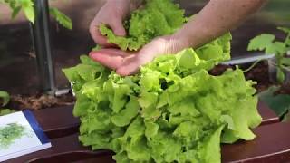 The best method against TIPBURN in greenhouse grown LEAFY crops [upl. by Gretal]