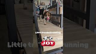 Treadmill training fueledbyjoy JOYDogFood beagles harehunting rabbithunting houndsmen [upl. by Nonad]