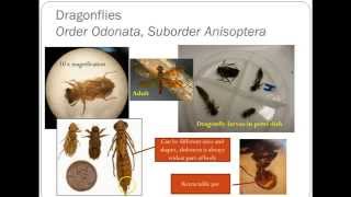 RiverWatch Macroinvertebrate Refresher Video Dragonflies Damselflies Hellgrammites Alderflies [upl. by Ames]