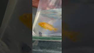 Buy new cichlid fish 😍🥰 viralvideo shorts [upl. by Juster]