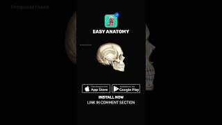 Temporal fossa Anatomy amp Function  EasyAnatomy Shorts [upl. by Secilu]