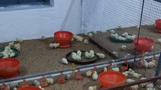 broiler chicks feeding and brooding management  2nd day of broiler chicks life  medication kya ki [upl. by Lettie732]