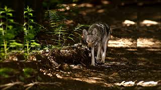 10 HOURS Coyote Howl  Stunning Ambience of Coyote Calls at Night in Woods  Coyote Hunting Sounds [upl. by Lemire]