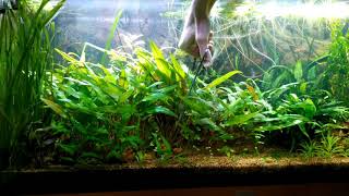 Taille du buisson de cryptocoryne ou massacre dans laquarium planté [upl. by Mchale]